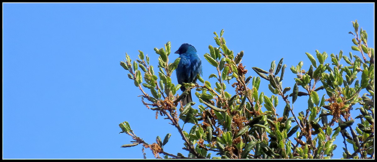 Indigo Bunting - Peter Gordon