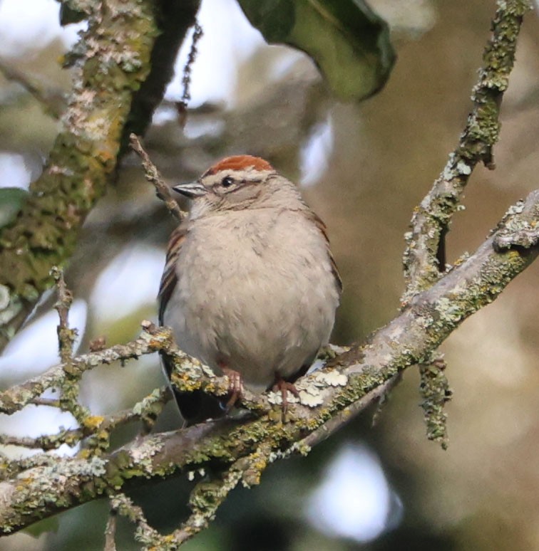 Chipping Sparrow - Diane Etchison