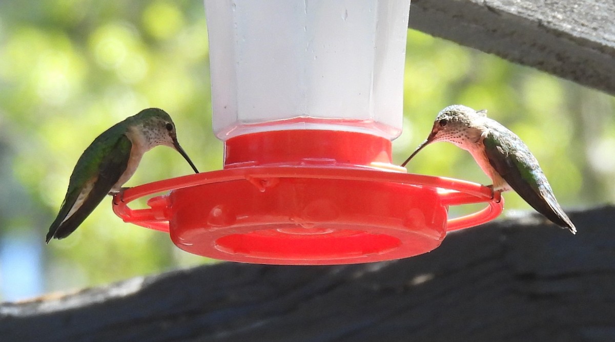 Broad-tailed Hummingbird - Julie Furgason