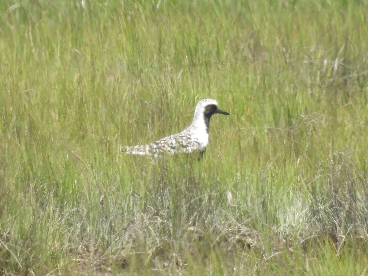 Black-bellied Plover - Cindy Leffelman