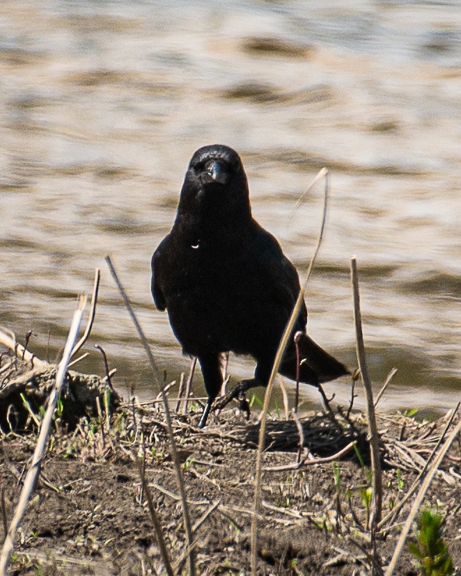 American Crow - Martin Tremblay