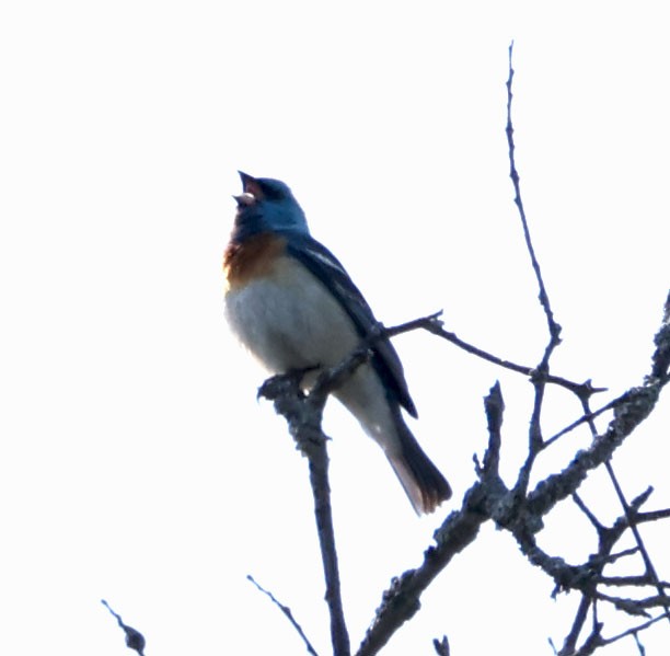 Lazuli Bunting - Diane Etchison