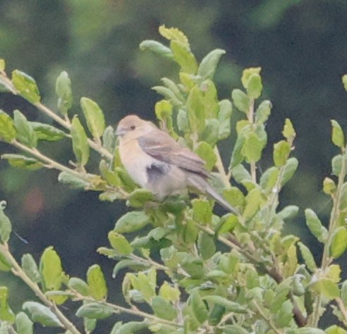 Lazuli Bunting - Diane Etchison