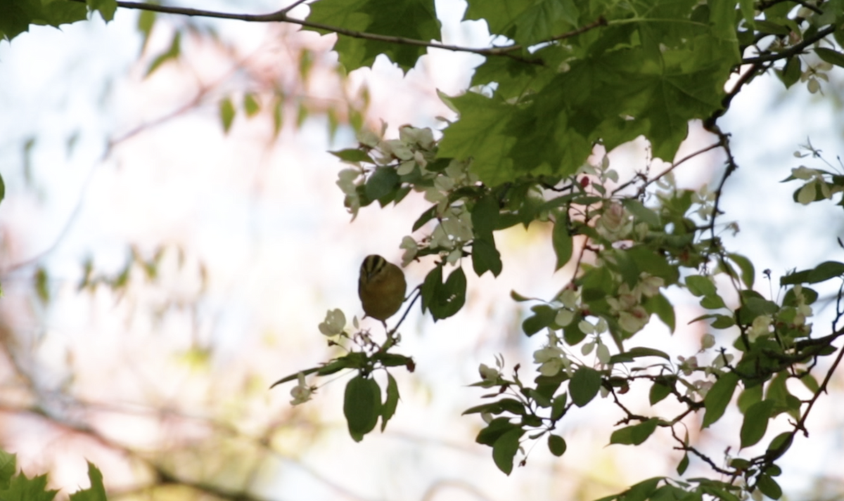 Worm-eating Warbler - Elias Vivas