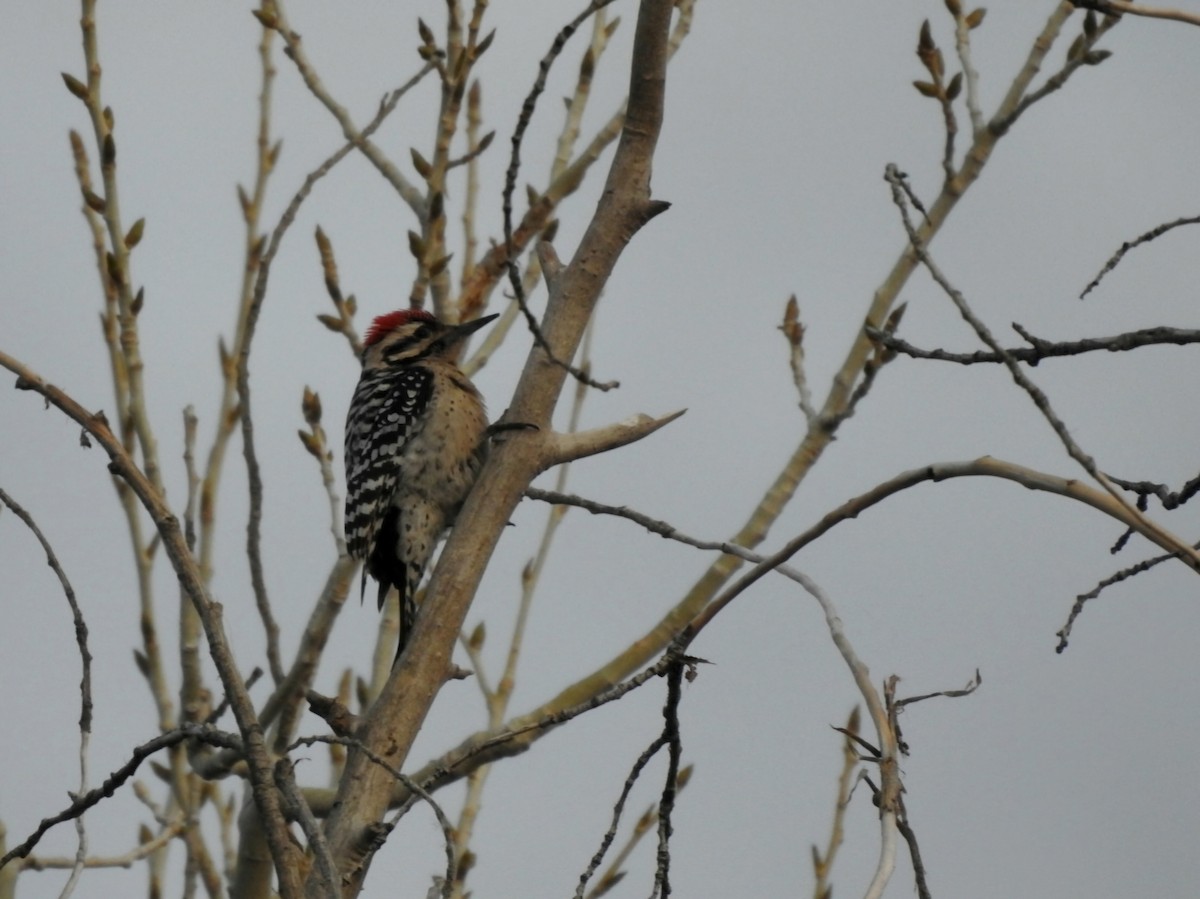 Ladder-backed Woodpecker - Bradley Clawson