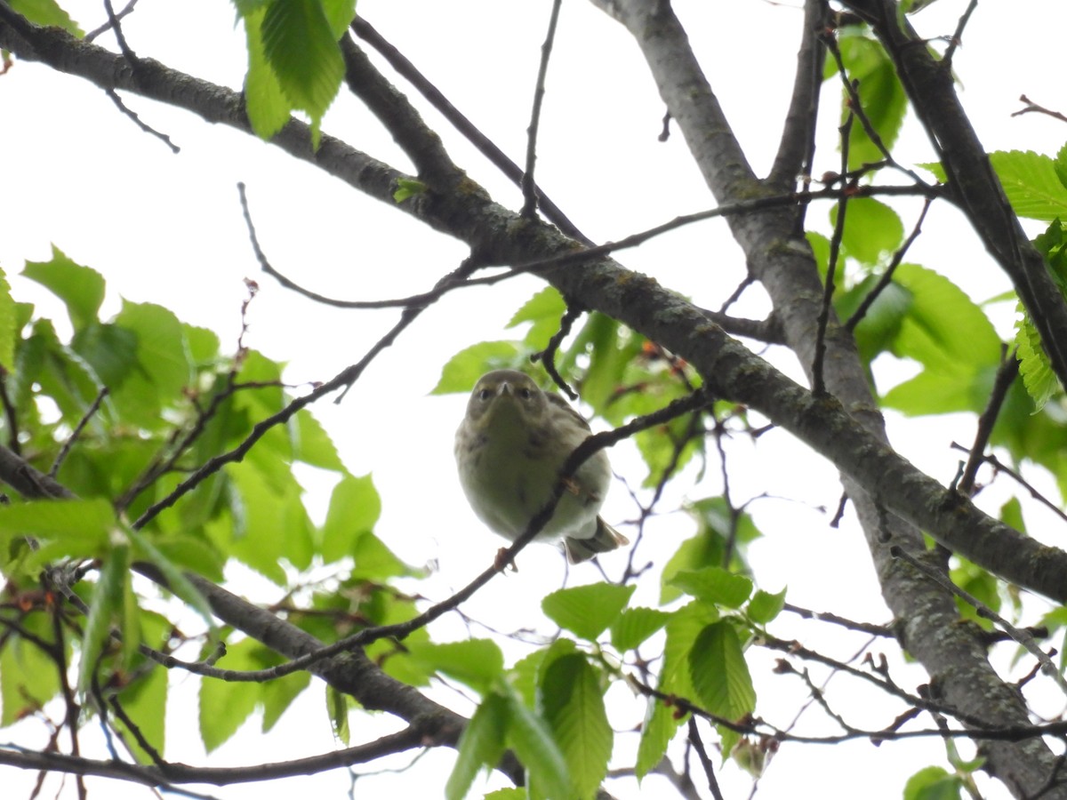 Palm Warbler - Aiden Saari