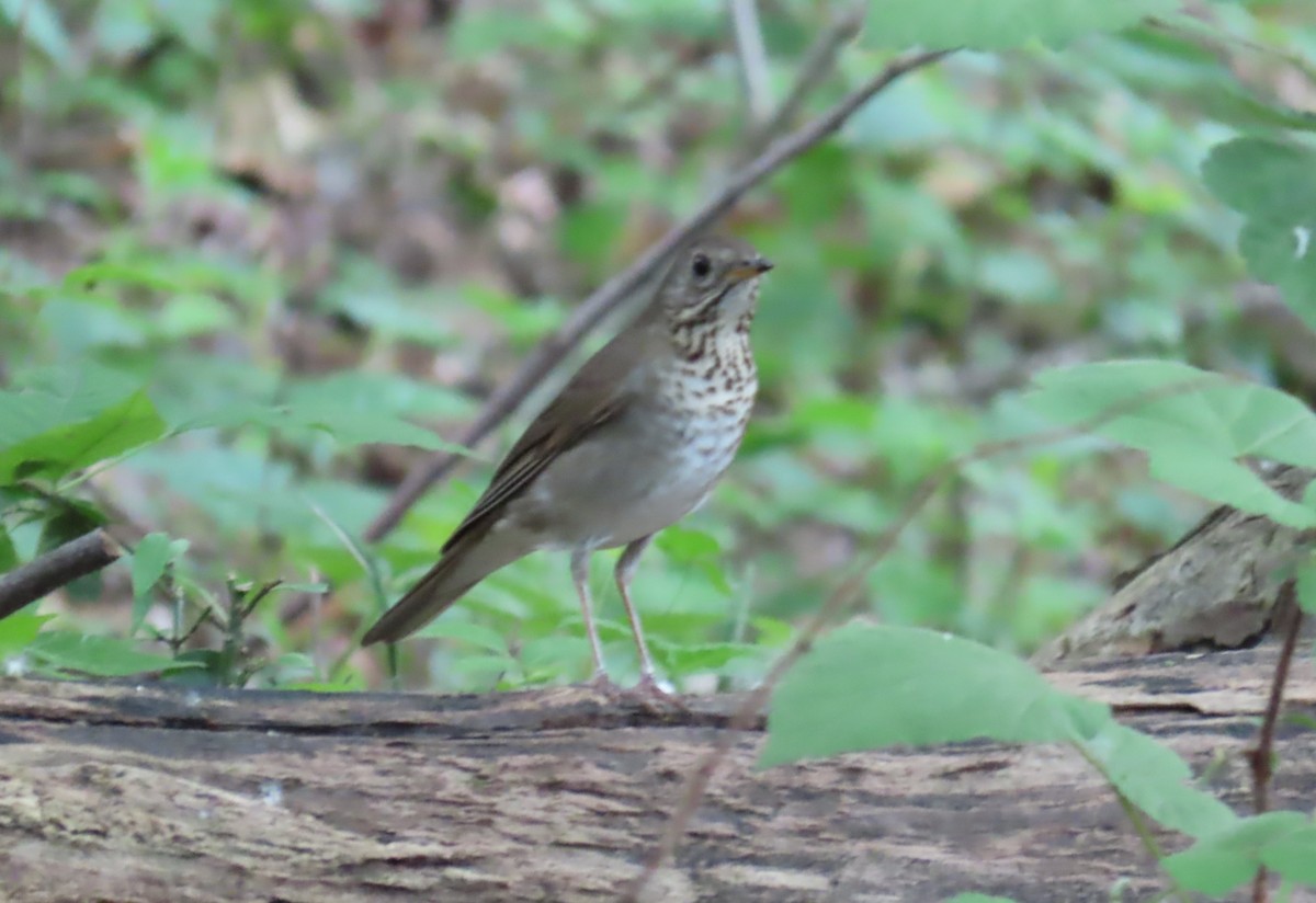 Gray-cheeked Thrush - Jon Selle