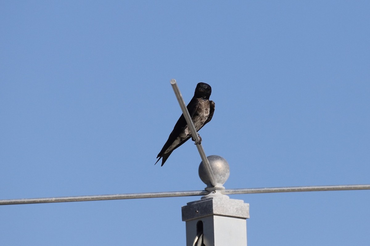 Purple Martin - Jacob Riggs