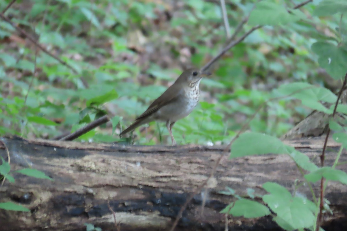 Gray-cheeked Thrush - ML619423379