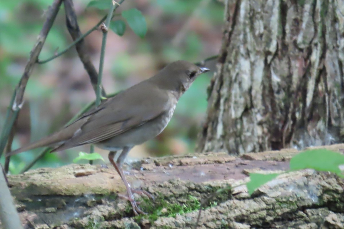 Gray-cheeked Thrush - Jon Selle