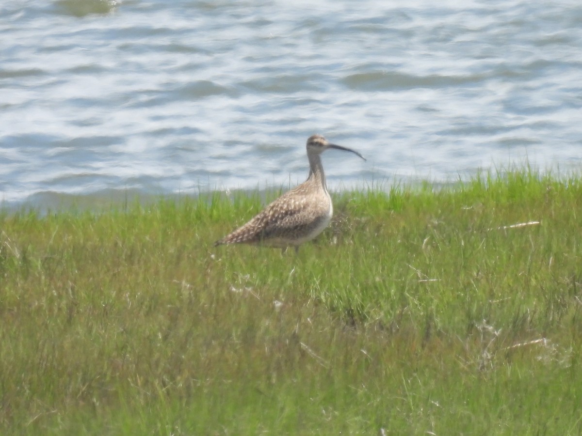 Whimbrel - Cindy Leffelman