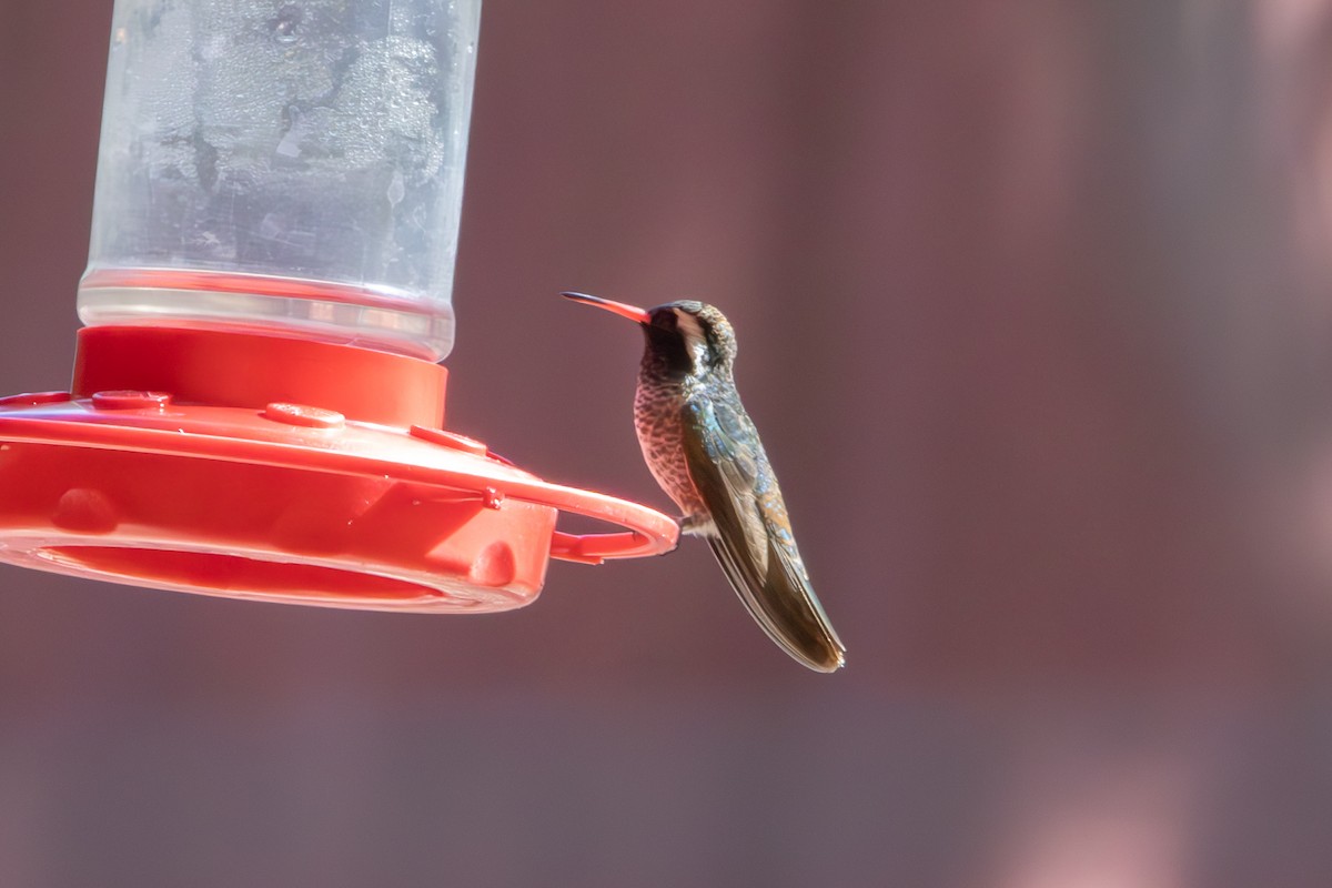 White-eared Hummingbird - Dylan Osterhaus