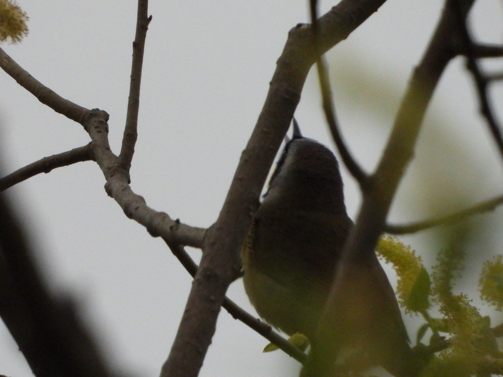 Common Yellowthroat - Elisabeth Cassinari