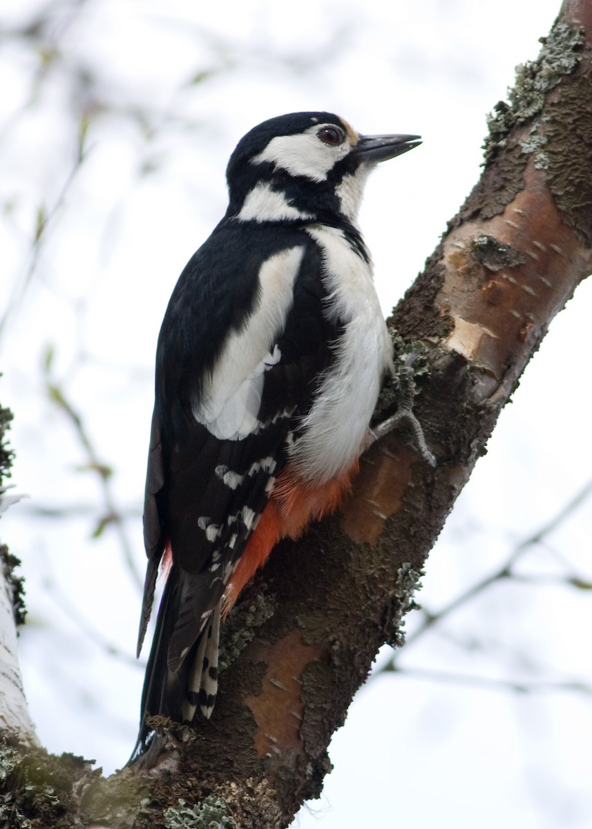 Great Spotted Woodpecker - ML619423399
