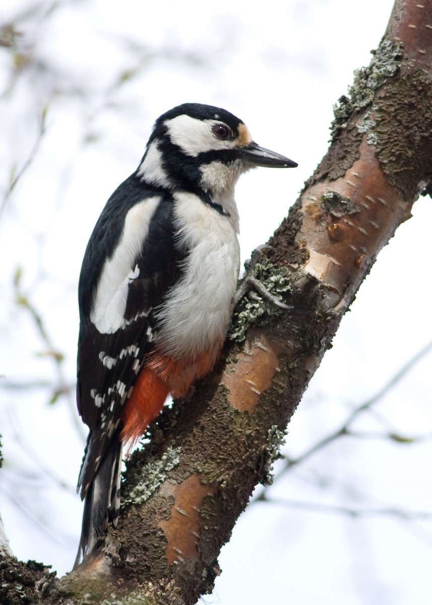 Great Spotted Woodpecker - ML619423400
