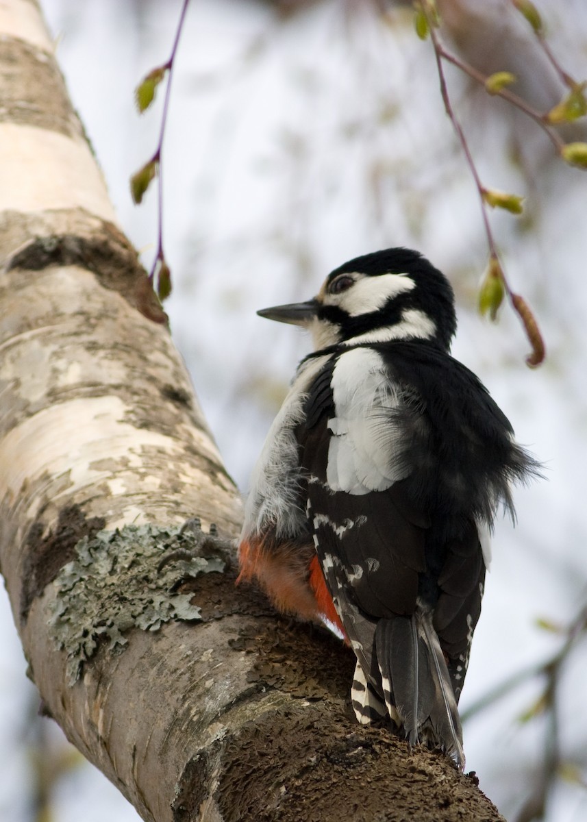 Great Spotted Woodpecker - ML619423401