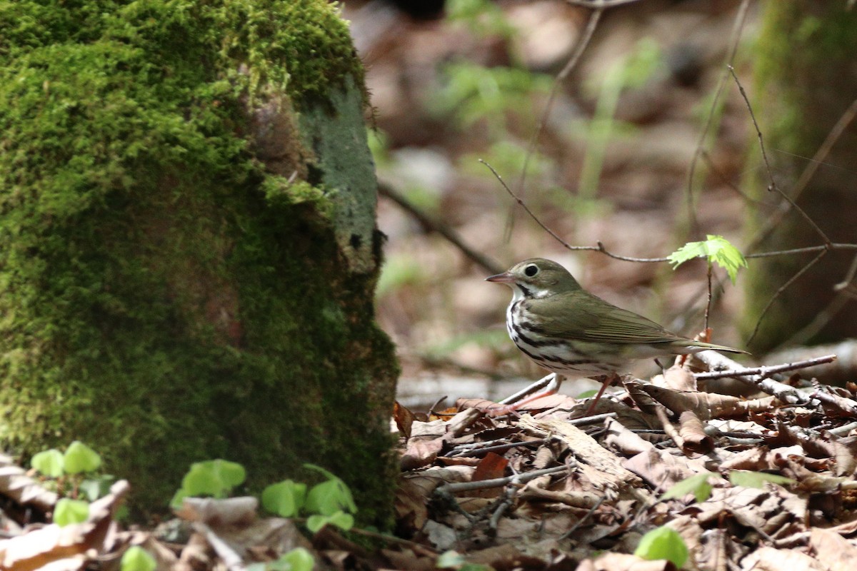 Ovenbird - Claude Villeneuve