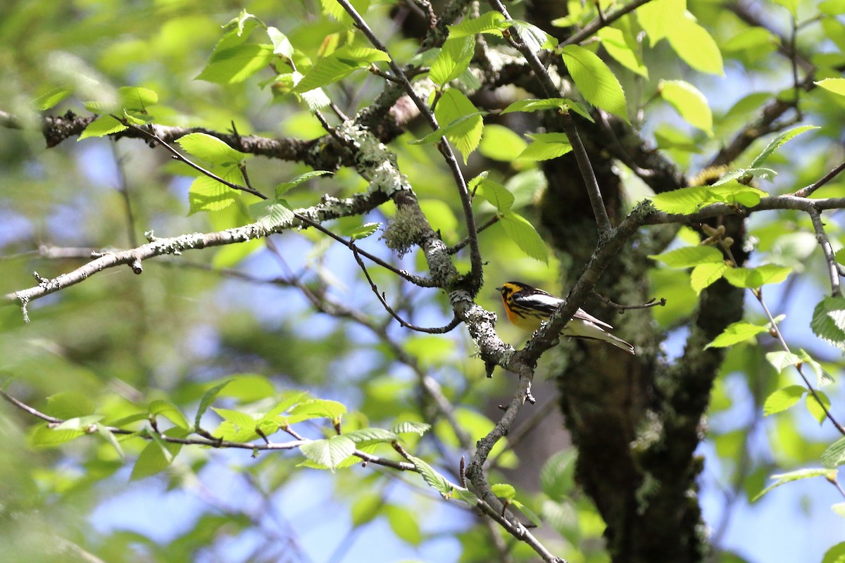 Blackburnian Warbler - Claude Villeneuve