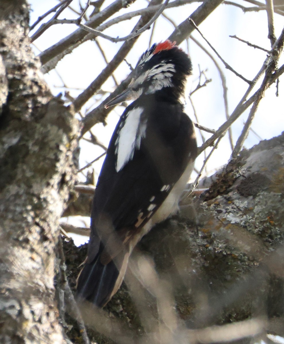 Hairy Woodpecker - ML619423425