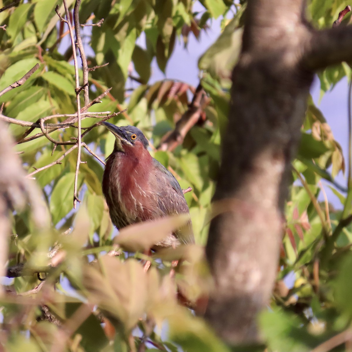 Green Heron - Richard Fleming