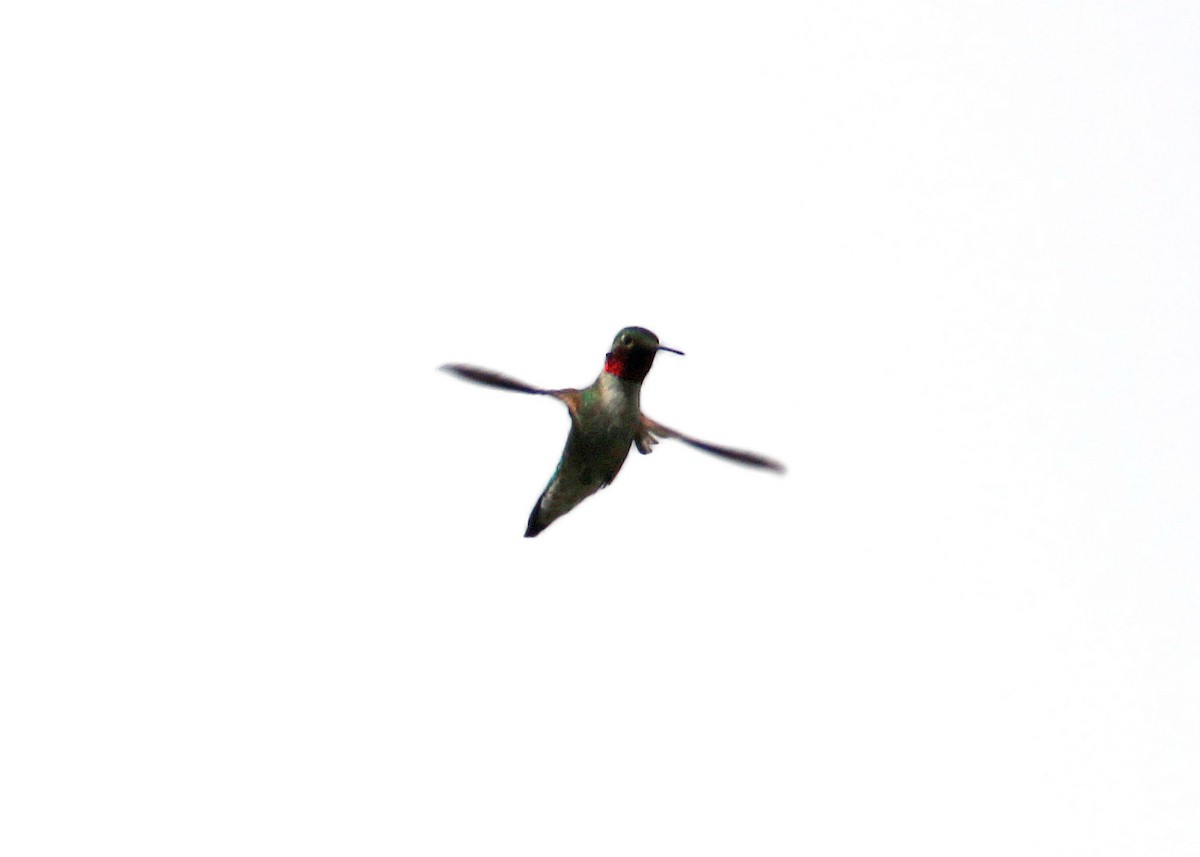 Broad-tailed Hummingbird - William Clark