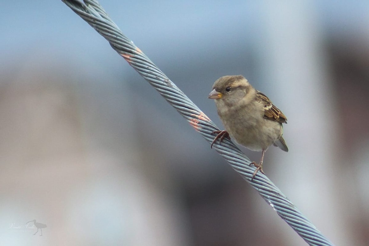 House Sparrow - Vicente Avilés