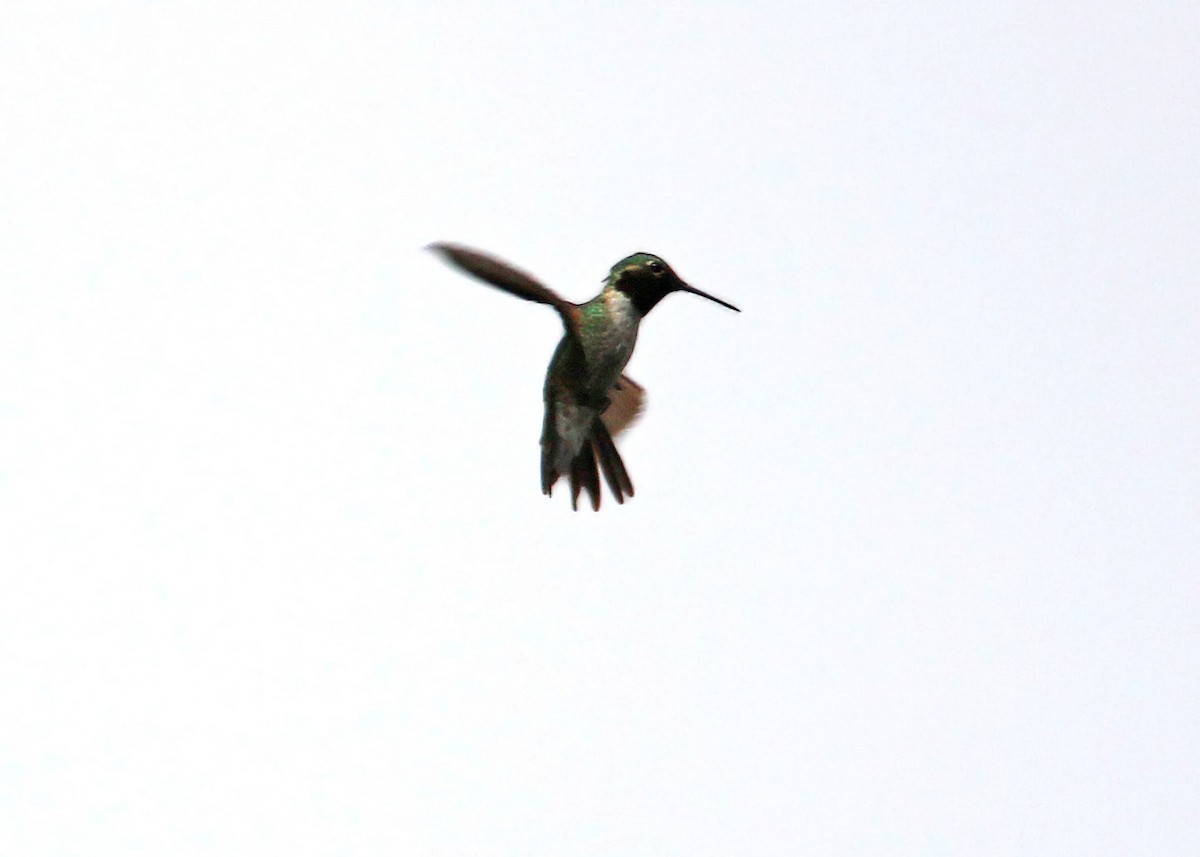 Broad-tailed Hummingbird - William Clark