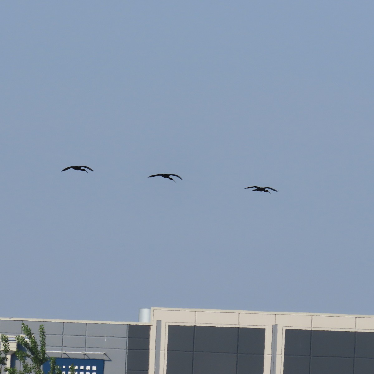 Glossy Ibis - Richard Fleming