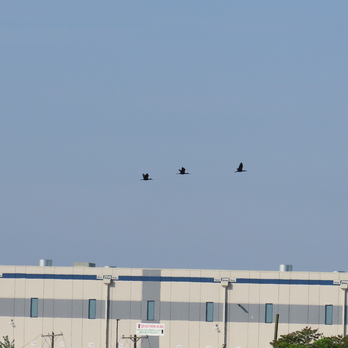 Glossy Ibis - Richard Fleming