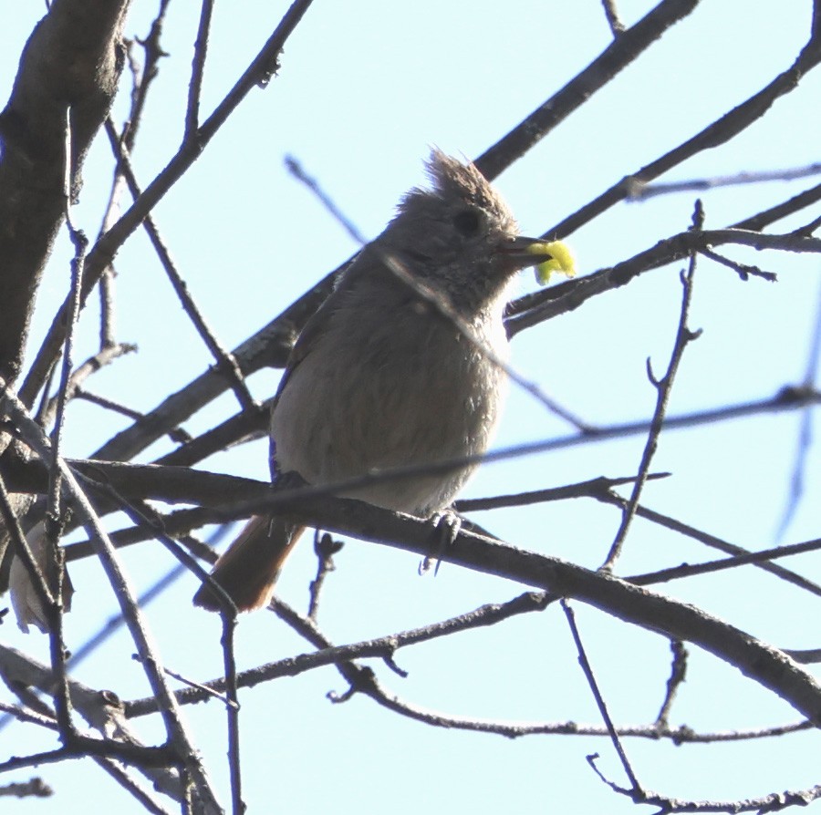 Oak Titmouse - ML619423453