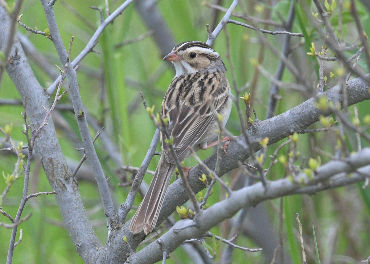 Clay-colored Sparrow - Janet Smigielski