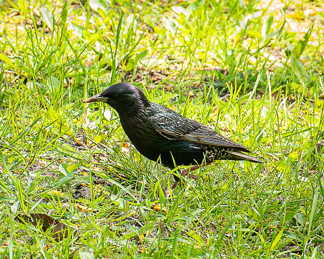 European Starling - Martin Tremblay