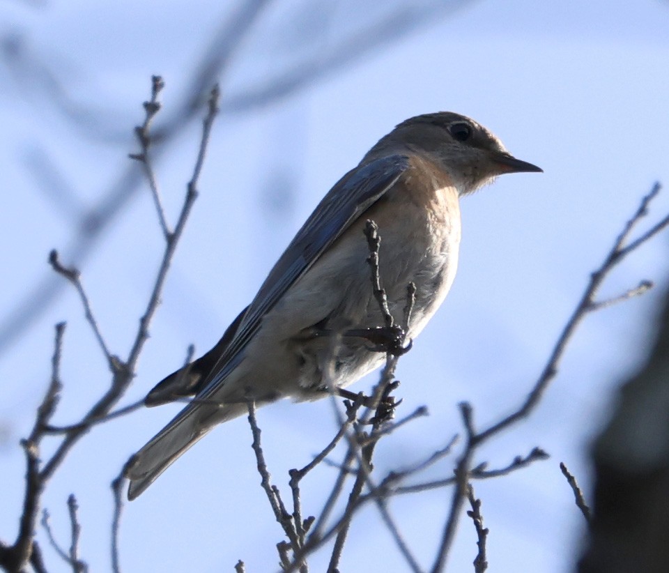 Western Bluebird - Diane Etchison