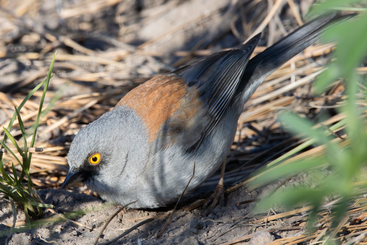 Yellow-eyed Junco - Dylan Osterhaus