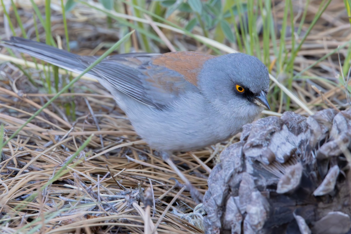 Yellow-eyed Junco - ML619423473