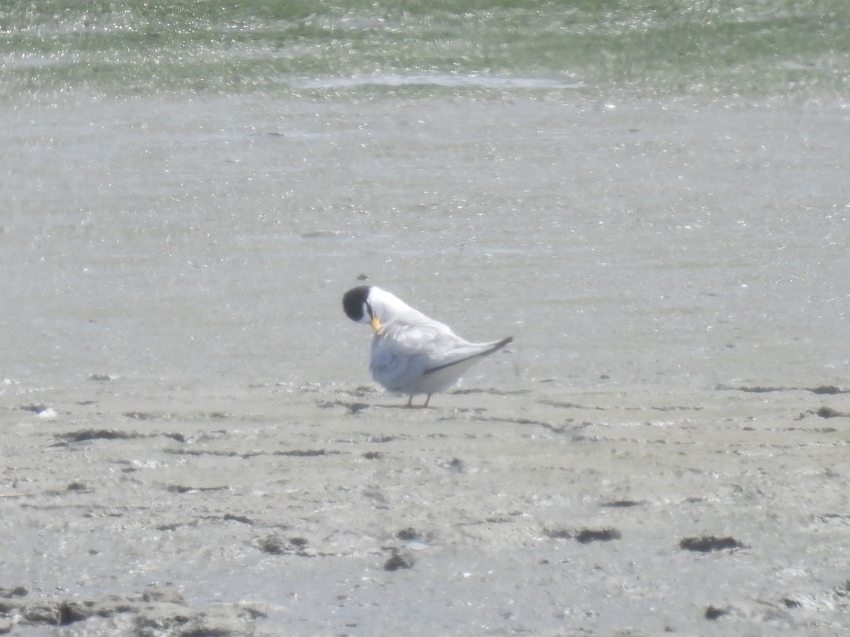 Least Tern - Cindy Leffelman