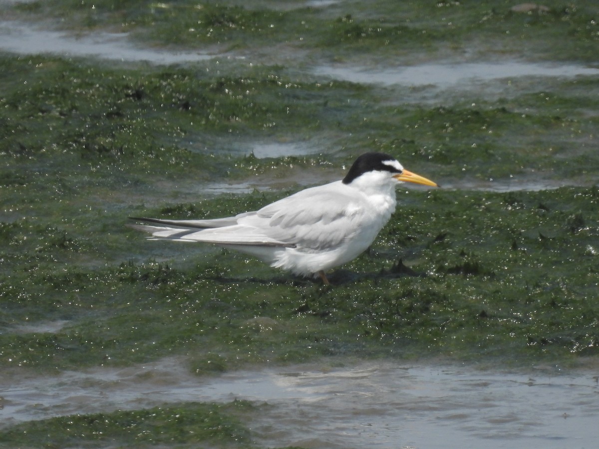 Least Tern - Cindy Leffelman