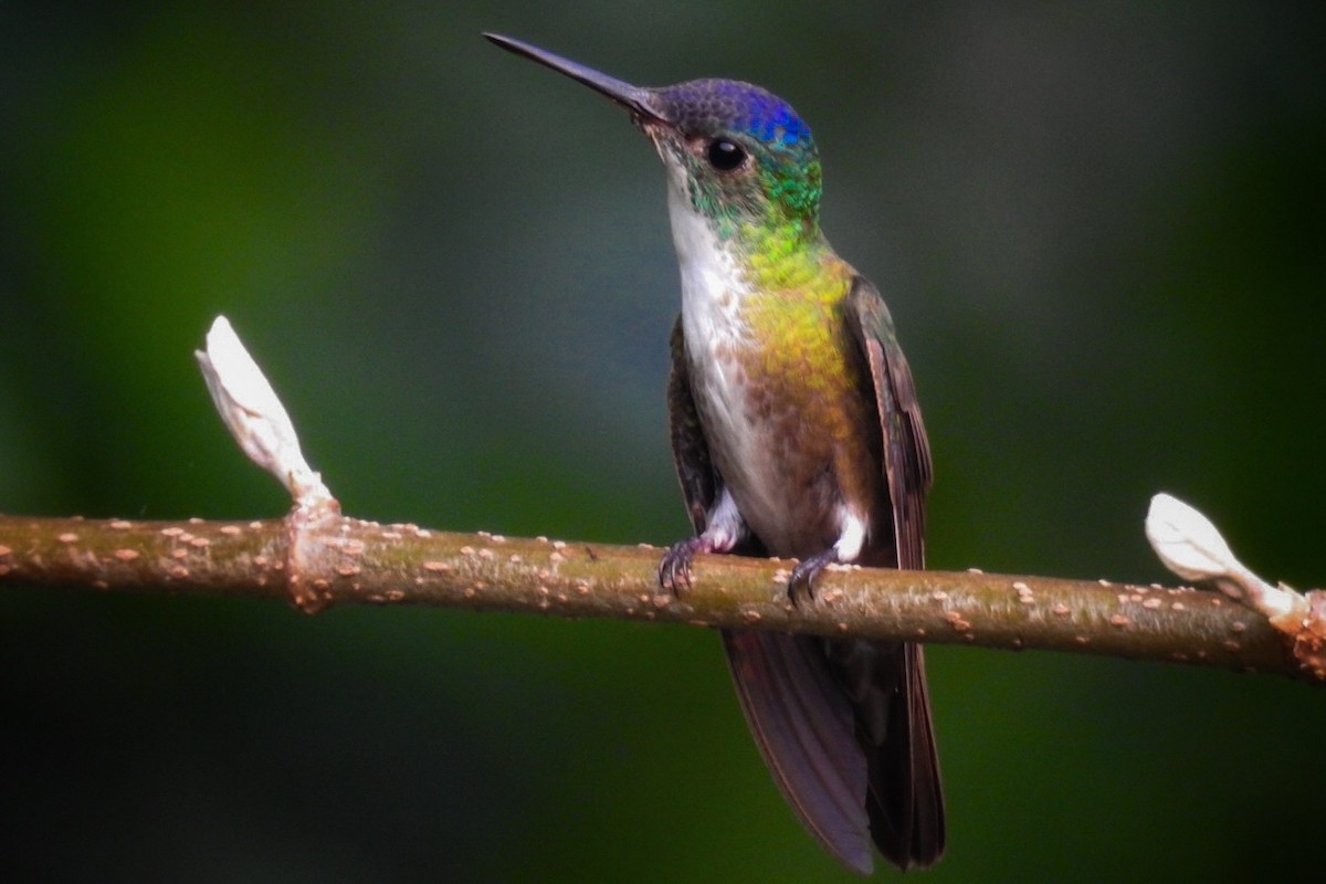 Azure-crowned Hummingbird - Rony Zuniga