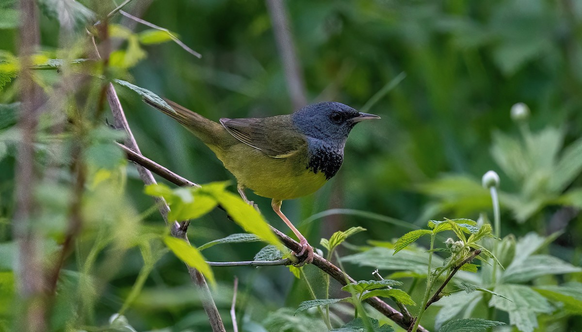 Mourning Warbler - Yannick Fleury