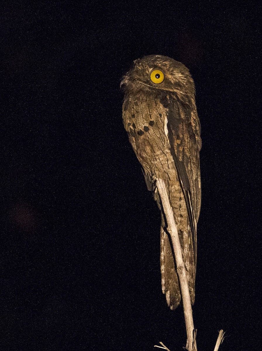 Common Potoo - Jim Hengeveld