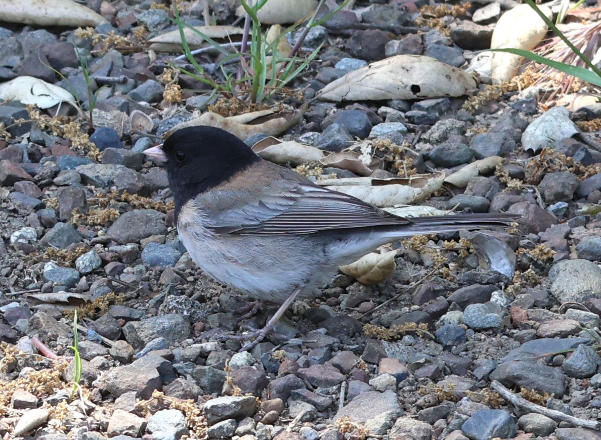 Dark-eyed Junco (Oregon) - Diane Etchison