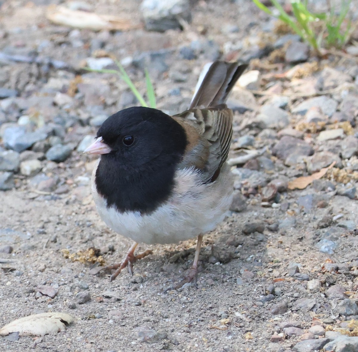 Dark-eyed Junco (Oregon) - Diane Etchison