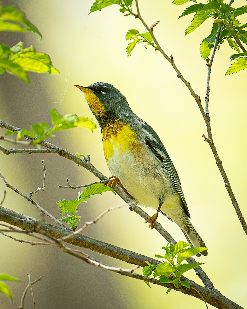 Northern Parula - Martin Tremblay