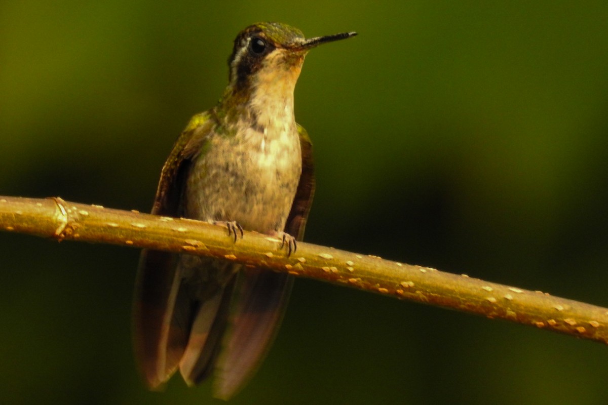 Colibri vert-d'eau - ML619423518