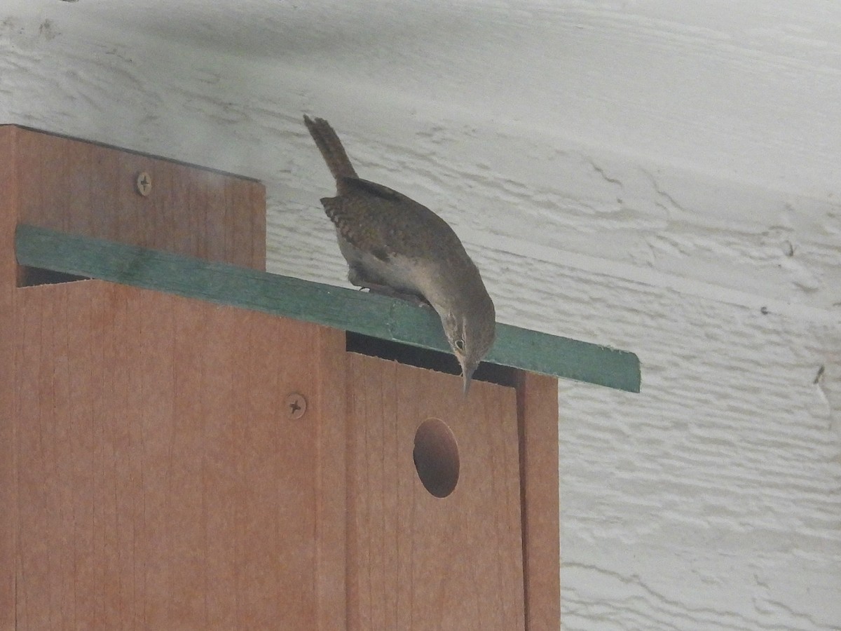 House Wren - Hallie Kretsinger