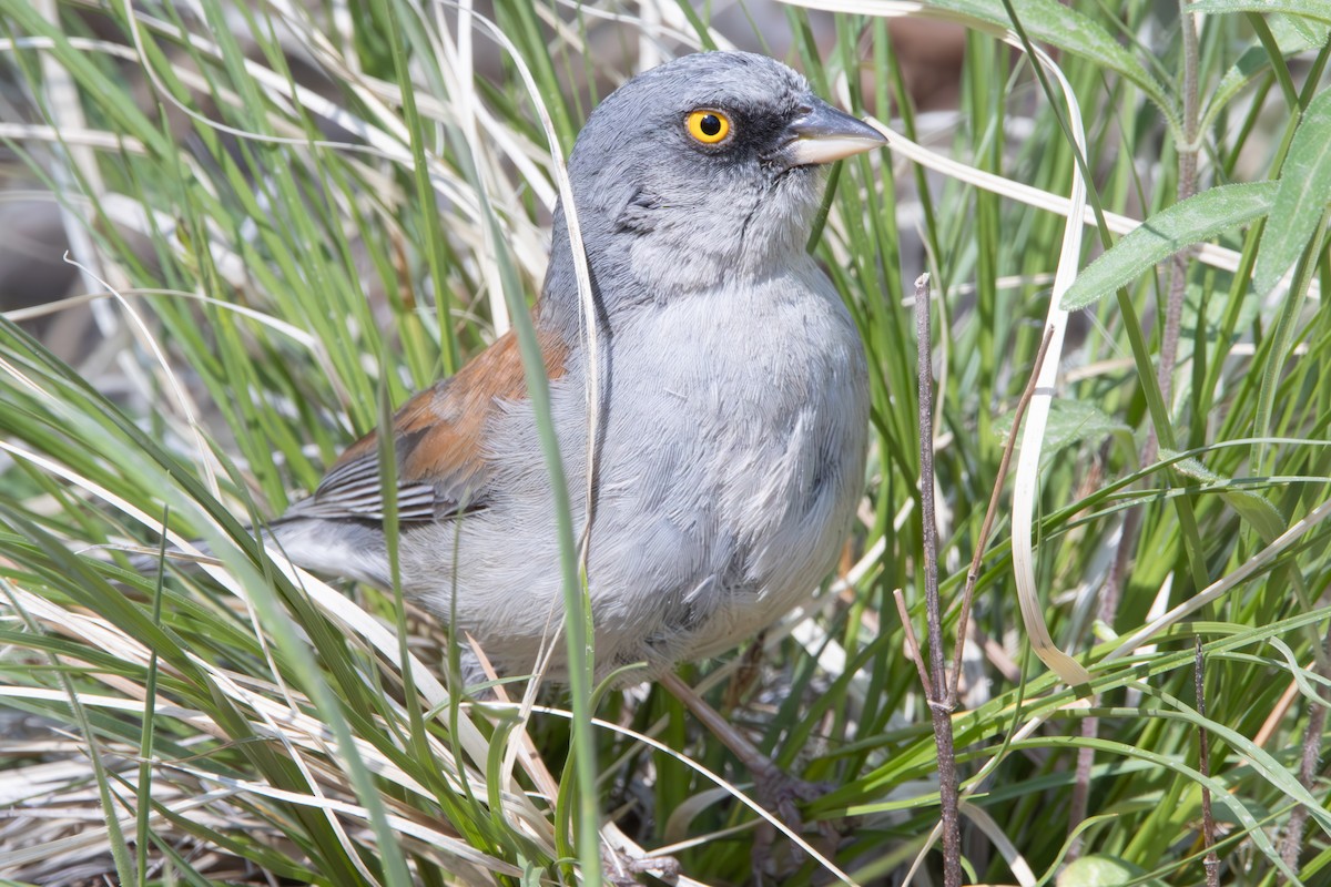 Yellow-eyed Junco - Dylan Osterhaus