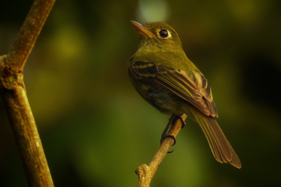 Yellowish Flycatcher - Rony Zuniga