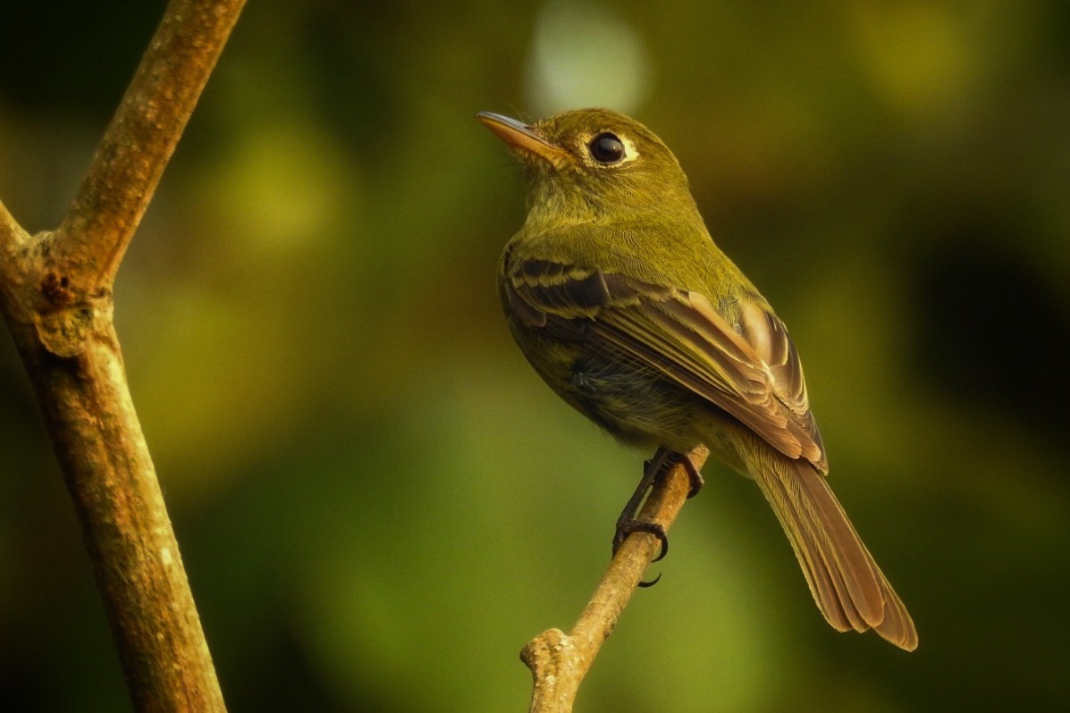 Yellowish Flycatcher - ML619423540