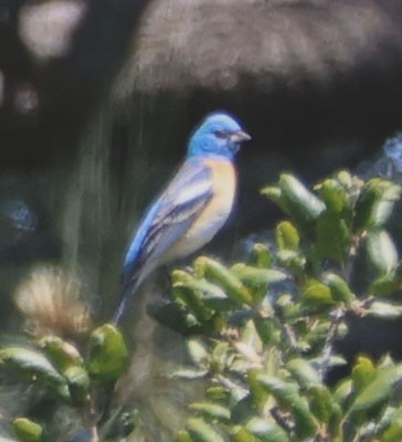 Lazuli Bunting - Diane Etchison