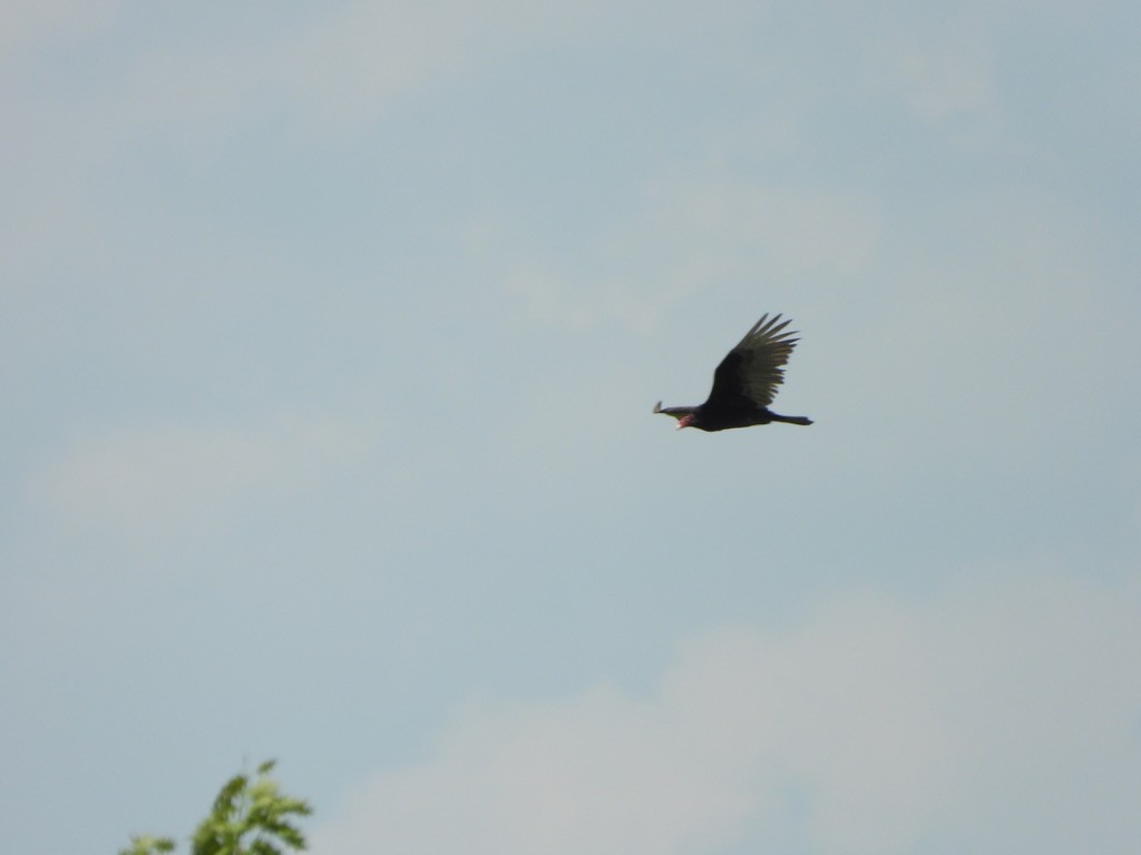 Turkey Vulture - Elisabeth Cassinari